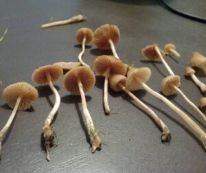 Buy Conocybe Cyanopus near me a species of fungus