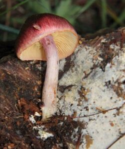 Where to buy Gymnopilus Subpurpuratus mushrooms 