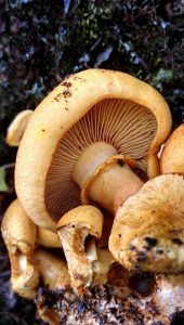 order Gymnopilus Validipes mushrooms 